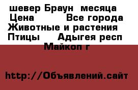 шевер Браун 2месяца › Цена ­ 200 - Все города Животные и растения » Птицы   . Адыгея респ.,Майкоп г.